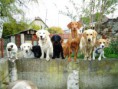/album/psi/a379-0-psi-skolka-happy-dog-jpg/