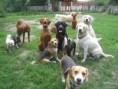 /album/psi/a4665911-psi-skolka-happy-dog-modrany-2-jpg/