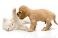 /album/psi/cat-and-dog-jpg/